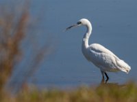 Witte reiger : Europa, Nat. park Donana, Reisen, Spanje, europa